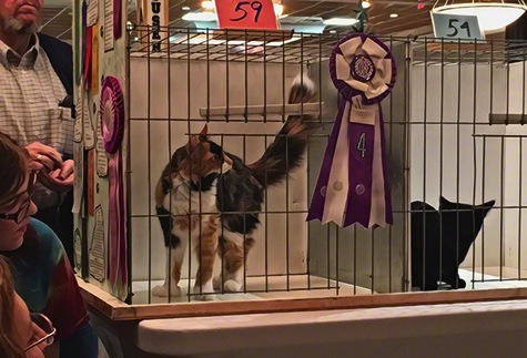 At the cat show R olson